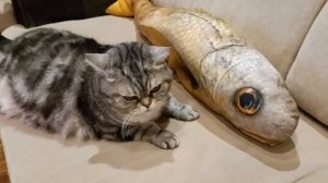 Мила- рыба моей мечты! Песню исполняет группа " Ленинград".