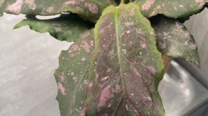 Страшно красивые ХОЙИ🌸🌸🌸