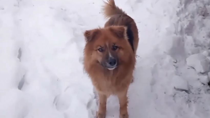 Охотник смотреть онлайн