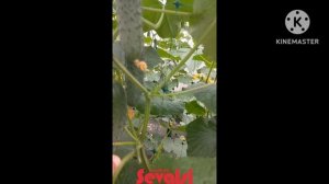 Огурец Легенда F1 (PRO-50) От компании Sevalsi (Севалси) Краснодарский край 2025  Первый оборот