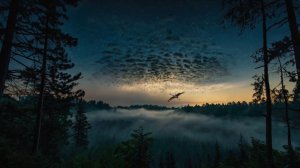 Журавлёнок