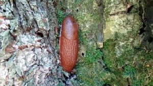 Испанский слизень