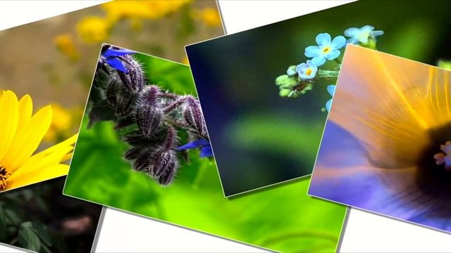 Nilotpala - Пир горой смотреть онлайн