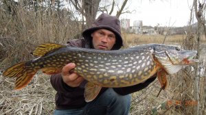 Ловля большой щуки и горбатых окуней.На живца.