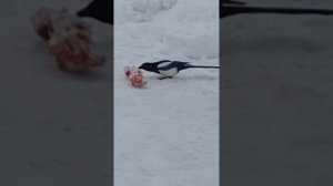 Рассказ - "Свои люди"