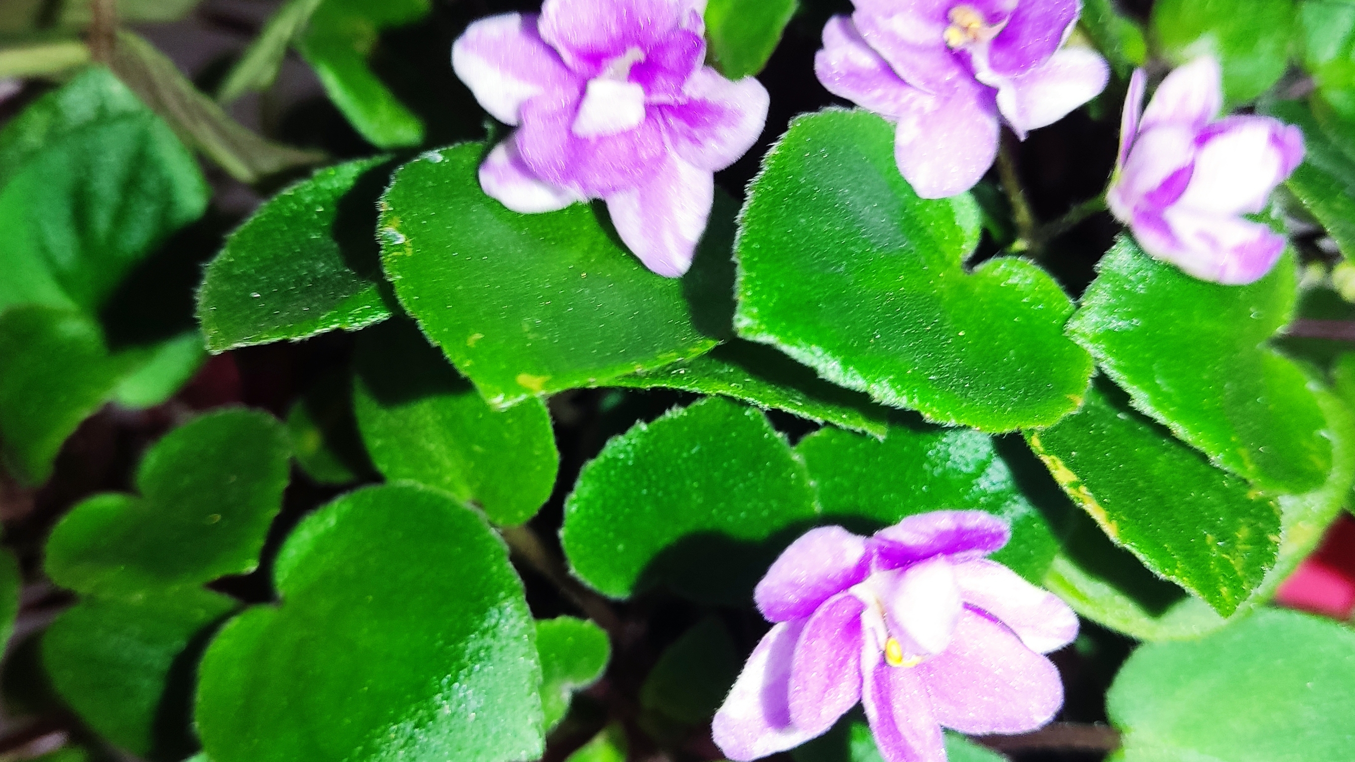 Фиалки трейлеры в моей коллекции. смотреть онлайн