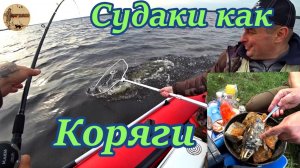 Судаки как коряги.Рыбалка на водохранилище.#рыбалка .#троллинг .#водохранилище .#лодка .