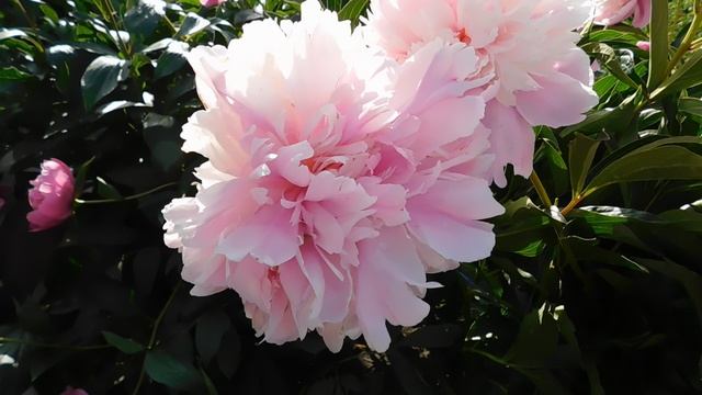 Пион Raspberry Sundae (Распберри Сандей) смотреть онлайн