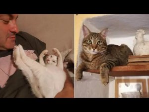 Кошки спасли хозяет от оползня...