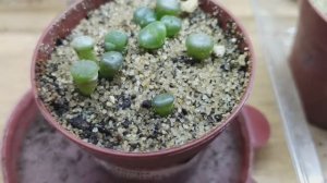 Литопсы через 5 месяцев после посева.