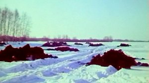 1988 год. Заводоуковский район. Вывоз органики на поля