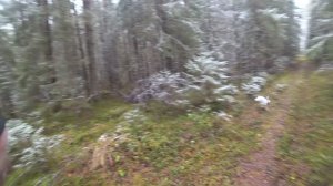 РГ Побудка (Стрелка) (3 года 8 месяцев) ВПКОС 7132/24. Охота на зайца. Стрелка чуть не сбила с ног