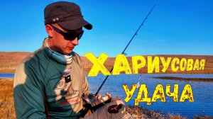 Хариусовая удача