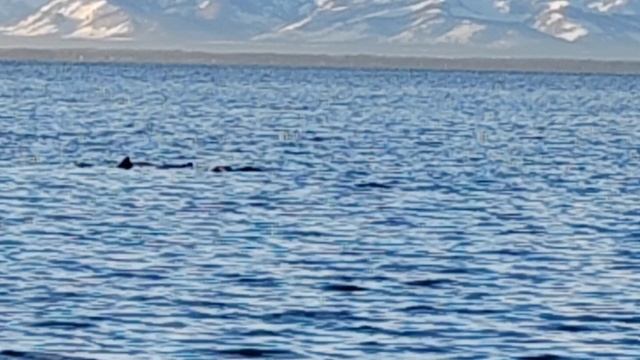 Петропавловск камчатский смотреть онлайн