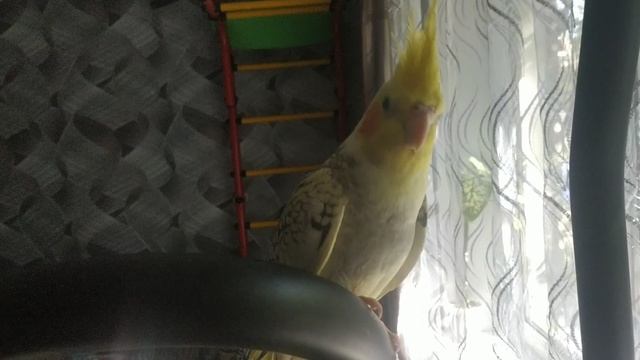 Наш Нико смотреть онлайн