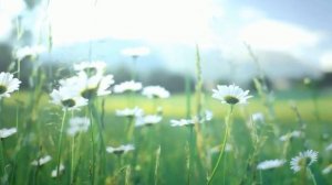 В ожидание встречи _#релаксация #природавосприятия