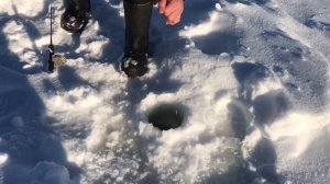 поимка форели на блесну