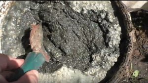 Куриный помет хорошее органическое удобрение