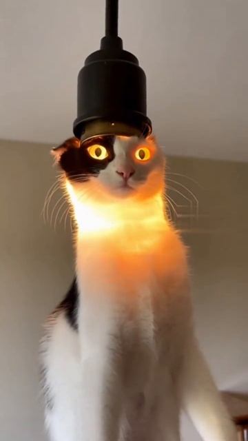 Простое вкручивание лампочки