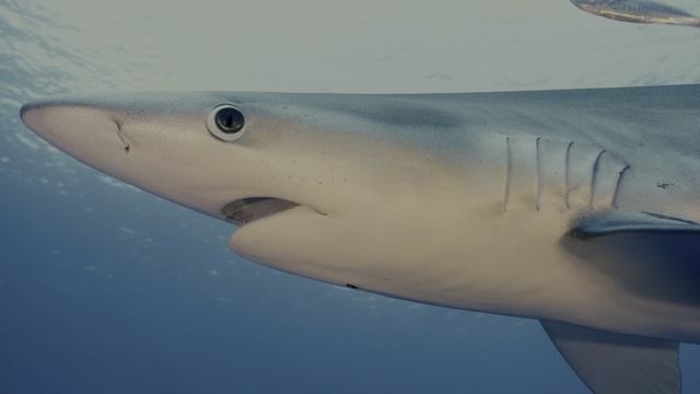 Акулы и рыбы - 12K HDR 60fps ｜ Dolby Vision ｜ True Cinematic Video смотреть онлайн