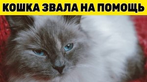 Истощенная кошка звала людей на помощь, и оказалось...