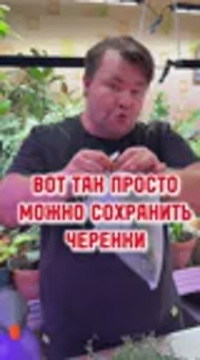 Как сохранить черенки, если не успели всё сразу за черенковать, а выбрасывать жалко? смотреть онлайн