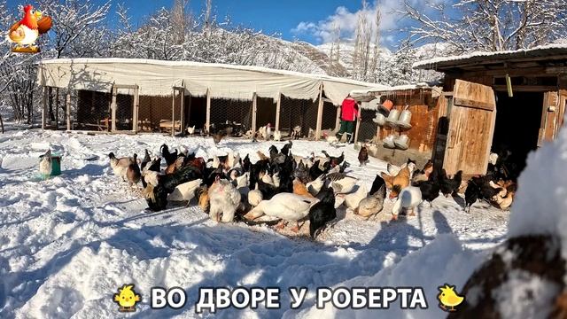 Содержание кур в домашних условиях и других птиц во дворе у Роберта 🐣🐤🦆🐔🪿🦃 (405) смотреть онлайн