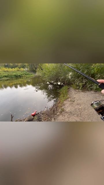 Крупный окунь на щучью приманку