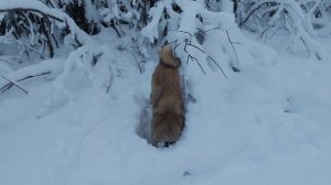 РАЗВЕДКА - ЧАСТЬ 2. НАЧАЛО ПОДГОТОВКИ ПУТИКА.