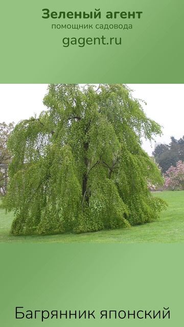 Багрянник японский - Зеленый Агент смотреть онлайн