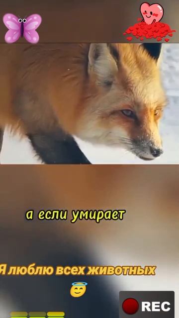 Я люблю всех животных😇 смотреть онлайн