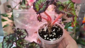 Поговорим о бегониях. Способы размножения, методы укоренения.