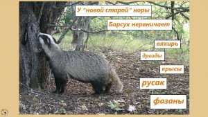 У новой норы. Барсук понервничал. Заяц, вяхирь, дрозды, крысы, фазаны. 17-30.05.25