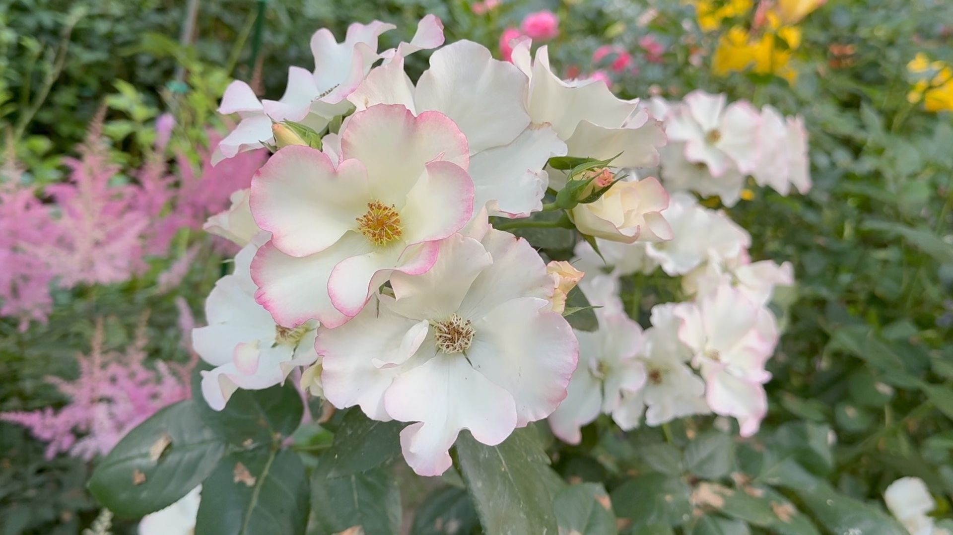 Июль в Саду 24 июля 2025 часть 1 смотреть онлайн