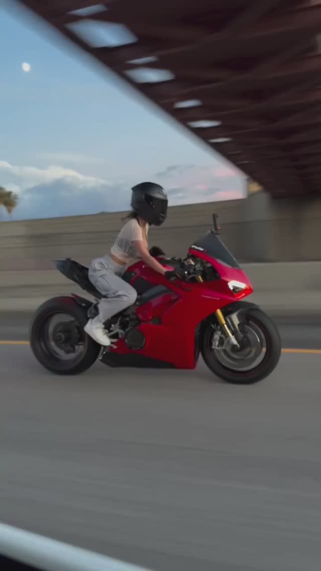 Дикая кошка