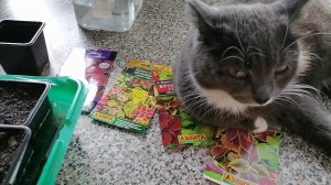 🌱 Посев колеусов на рассаду