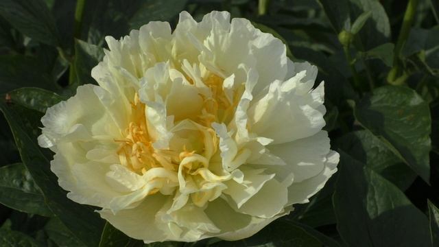 Пион Farzana смотреть онлайн