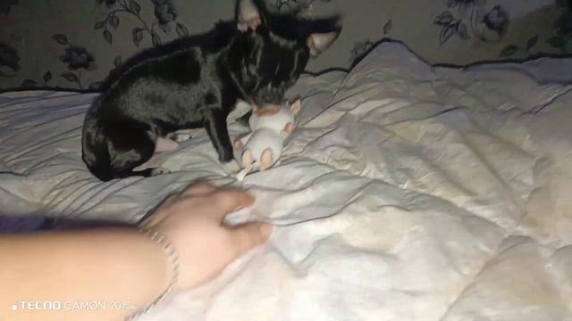 Наш чихуа смотреть онлайн