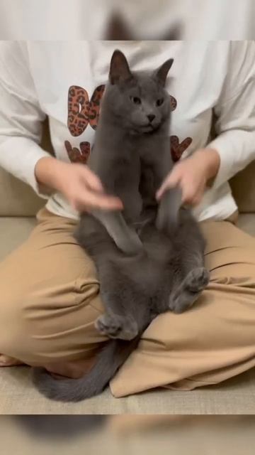 Ура, пятница! 🎉 Наш кот уже включил режим «выходные на подходе» и исполняет гимн выходного дня 😁 смотреть онлайн