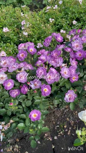 Голубое чудо - роза Блю фо Ю смотреть онлайн