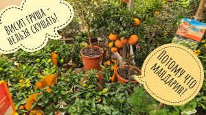 Обзор орхидей и цитрусов из Оби. Изменила фаленопсисам с кумкватами