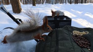 Холодно. Покормил белок. Зарисовка
