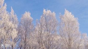 КРАСОТА ЗИМНЯЯ КАК БУДТО ЛЕТО ВСЕ В ИНЕЕ НЕБО ЧИСТОЕ ЛЮБУЮСЬ ПОГОДОЙ