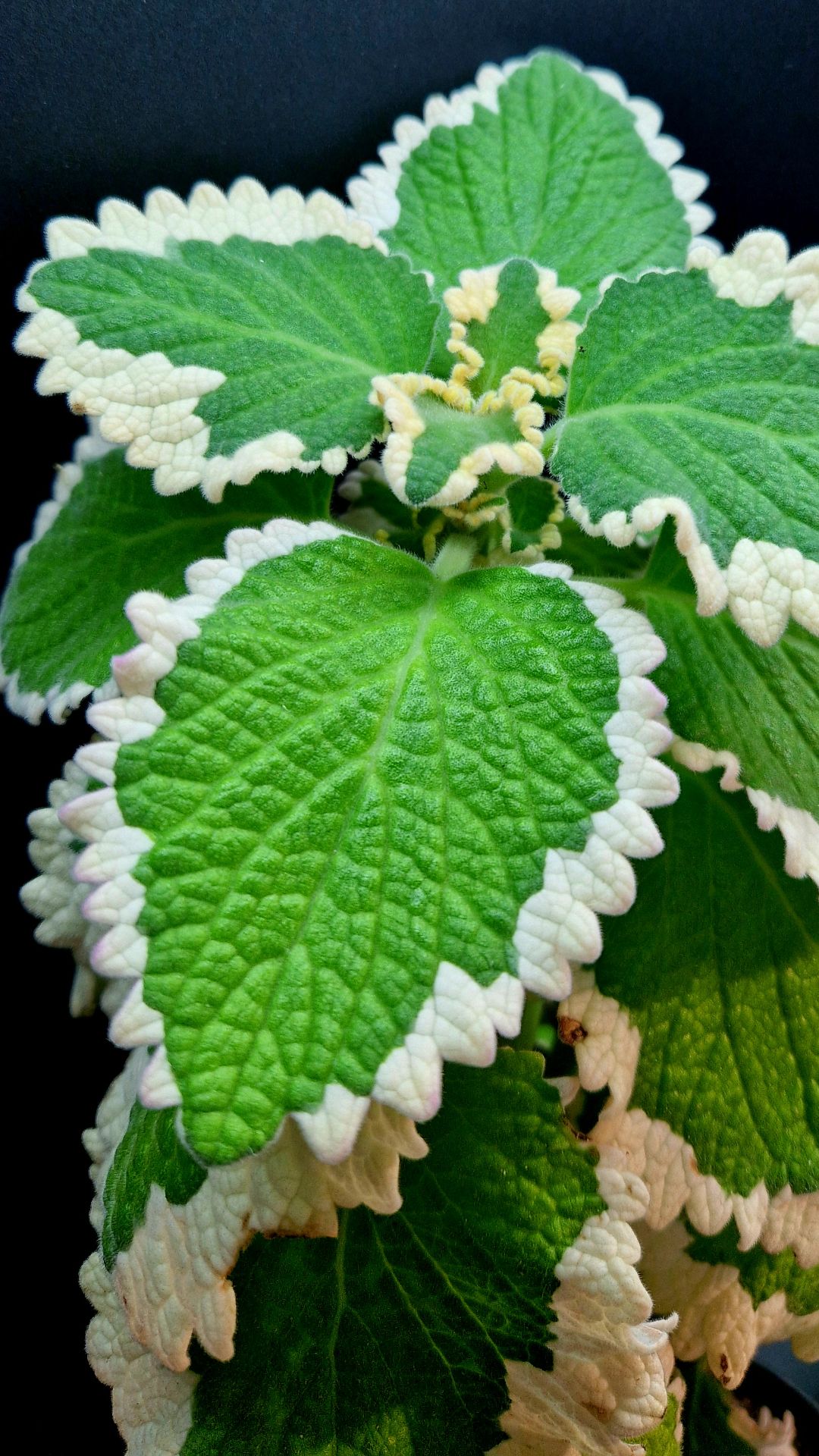 Плектрантус маргинатус Форстера. смотреть онлайн