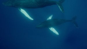 Свирепые королевы 8 серия (документальный сериал, 2021)