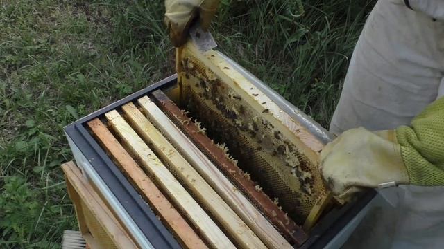 Пчелиная семья №12 Карника Fx-? смотреть онлайн