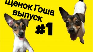 щенок Гоша выпуск #1