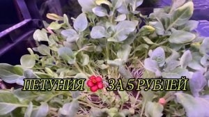 ПЕТУНИЯ 🌺 ЗА 5 РУБЛЕЙ