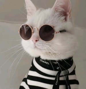 VANEK_CAT на месте