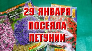 29 января. Посеяла петунию